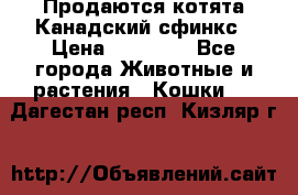 Продаются котята Канадский сфинкс › Цена ­ 15 000 - Все города Животные и растения » Кошки   . Дагестан респ.,Кизляр г.